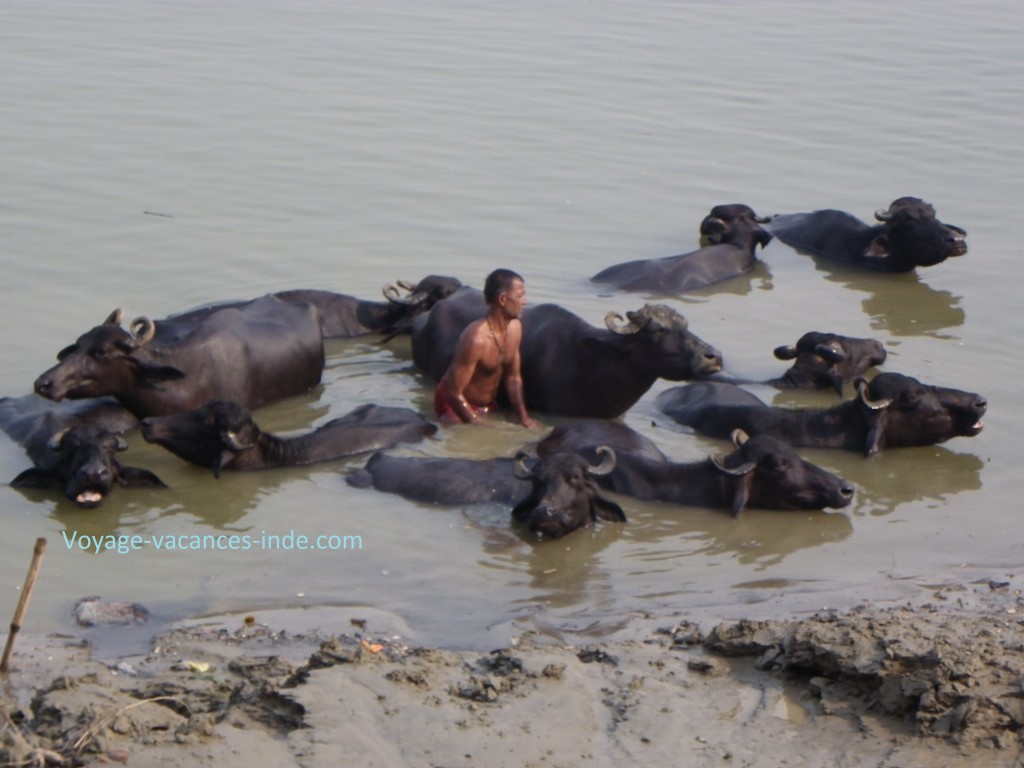 Un homme lave ses bufles dans le Gange